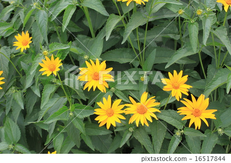 耶路撒冷朝鮮薊花 耶路撒冷朝鮮薊花 16517844