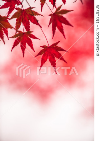 autumn leaves, very shallow focus 16518238