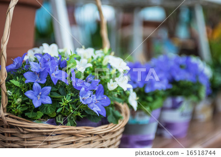 At garden 16518744