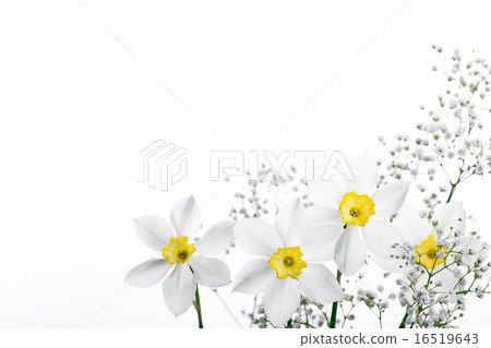 Spring floral border, beautiful fresh narcissus flowers 16519643