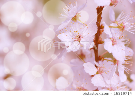 Spring - Blooming mirabelle plum tree  16519714