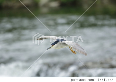 大藍鷺 大藍鷺 16519772