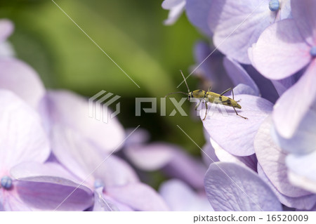 Futaobi Midori Torakamikiri Futaobi Midori Torakamikiri 16520009