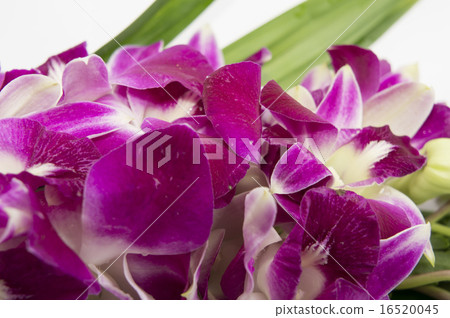 orchid flower floral aroma purple violet tropical  16520045