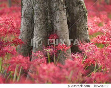 A group of Higanbana A group of Higanbana 16520089
