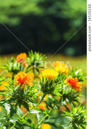 Safflower · Ryujin no Sato is irregular 16520288