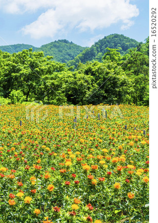 紅花·Ryujin no Sato是不規則的 16520292