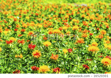 紅花·Ryujin no Sato是不規則的 紅花·Ryujin no Sato是不規則的 16520301