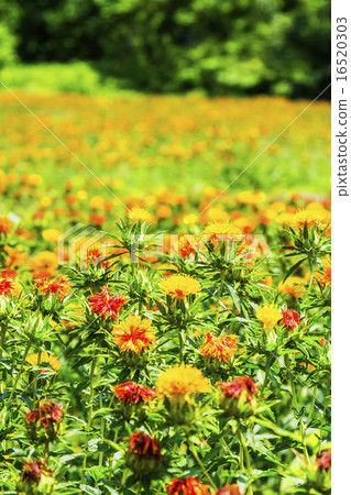 紅花·Ryujin no Sato是不規則的 16520303