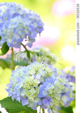 hydrangea   hydrangea   16520536