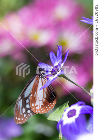 A paradise of a butterfly 16520985