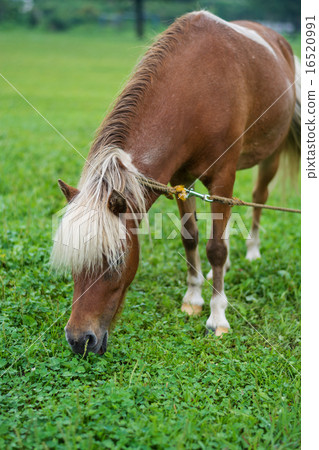 Horse portrait Horse portrait 16520991