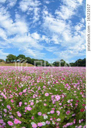 Cosmos field @ Sasebo市政展Haikyo Cosmos field @ Sasebo市政展Haikyo 16521017