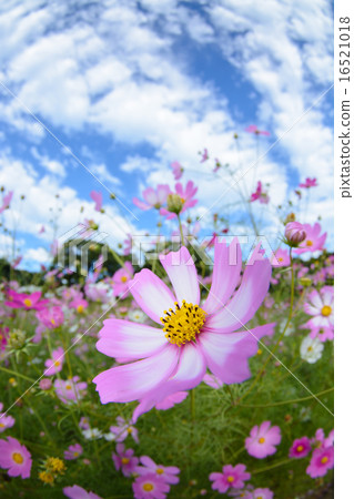 Cosmos field @ Sasebo municipal exhibition Haikyo Cosmos field @ Sasebo municipal exhibition Haikyo 16521018