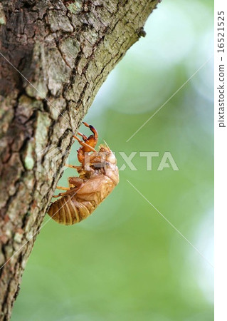 Cicadian shell Cicadian shell 16521525