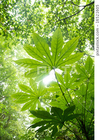 Yanbaru no yori / Yatsuda沒有葉子 16521605