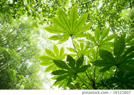 Yanbaru no yori / Yatsuda沒有葉子 16521607