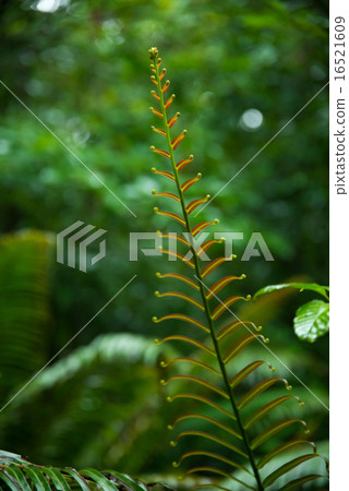 Sprout of Yanbare no Mori / Hiryuwishida Sprout of Yanbare no Mori / Hiryuwishida 16521609