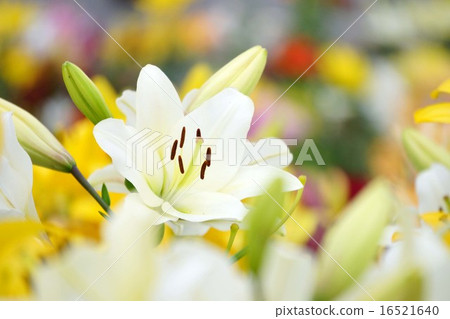 Mizusawa Yurien Mizusawa Yurien 16521640