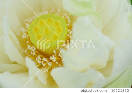 黃琳 黃琳 16521850
