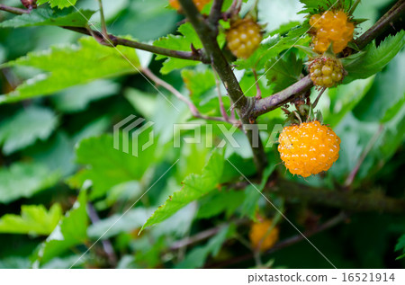 Momijiji草莓 16521914