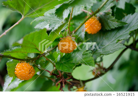 Momijiji strawberry 16521915