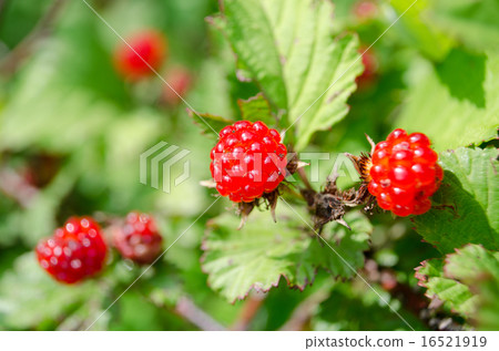 尼加稻草 16521919