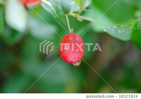 Ugis Kagura (Yama Ugis Kagura) Ugis Kagura (Yama Ugis Kagura) 16521924