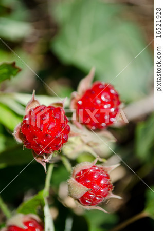 Navales草莓 16521928