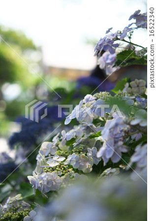 Yue Hydrangea 16522340