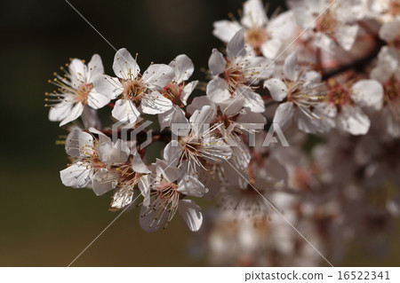 Natural plant Benibasmomo, also known as Akabazakura. I think that the leaves are red because it is red through the year, but the flowers are also beautiful ③ Natural plant Benibasmomo, also known as Akabazakura. I think that the leaves are red because it is red through the year, but the flowers are also beautiful ③ 16522341