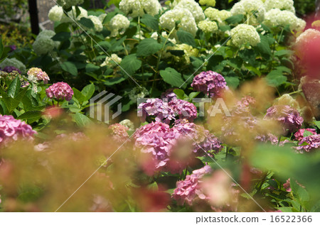 hydrangea   16522366