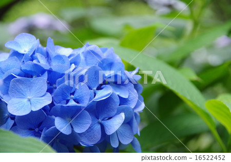 Hydrangea Hydrangea 16522452