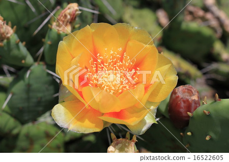 Petit cactus flowers Petit cactus flowers 16522605