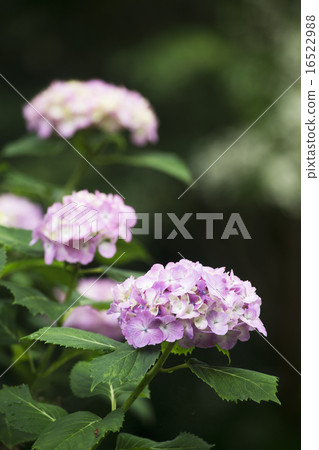 亞達寺繡球花盛開的時候 16522988