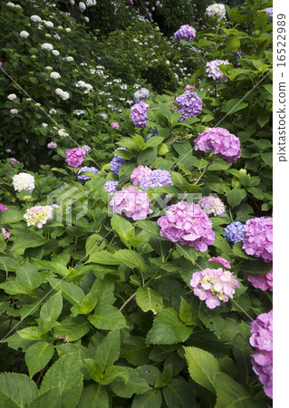 亞達寺繡球花盛開的時候 亞達寺繡球花盛開的時候 16522989