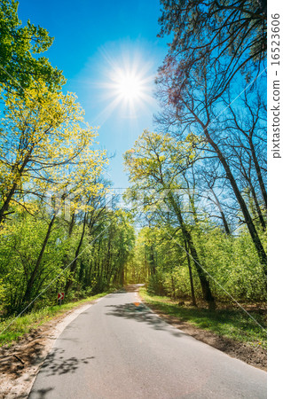 Good Asphalt Forest Road In Sunny Summer Day. Lane Running Throu 16523606