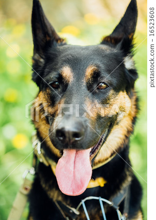 German Shepherd Dog 16523608