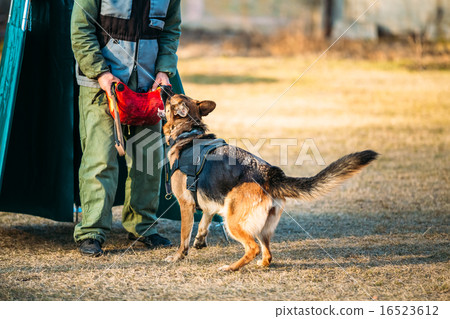 German Shepherd Dog training German Shepherd Dog training 16523612