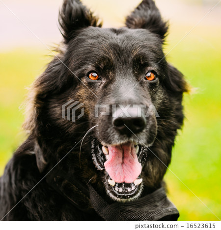 German Shepherd Dog Close Up  16523615