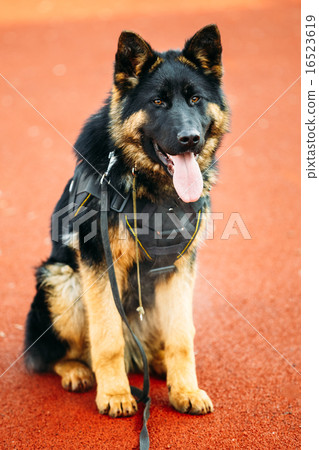 German Shepherd Dog Close Up  16523619