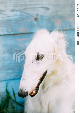 Dog Russian Borzoi Wolfhound Close Up 16523686