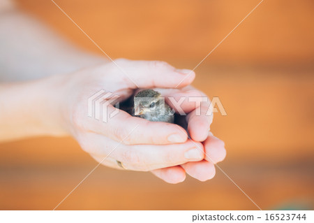 House Sparrow Passer Domesticus On Fence 16523744
