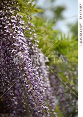 Wisteria flowers 16523867