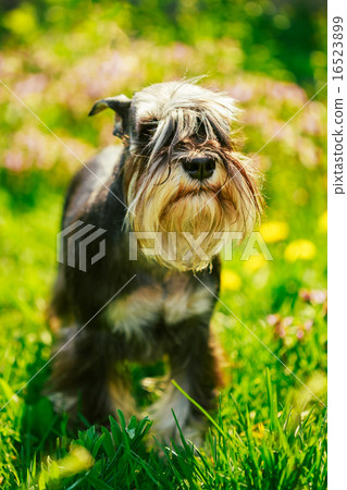 Miniature Schnauzer Dog Sitting In Green Grass Outdoor 16523899