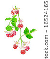 Raspberry 16524165