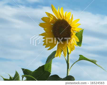 藍天和一個輪子向日葵 藍天和一個輪子向日葵 16524563