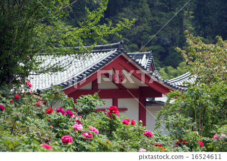 和田寺 16524611