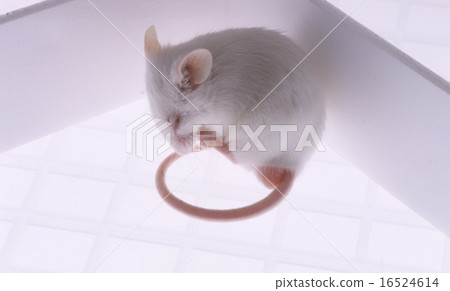 Mus musculus 16524614