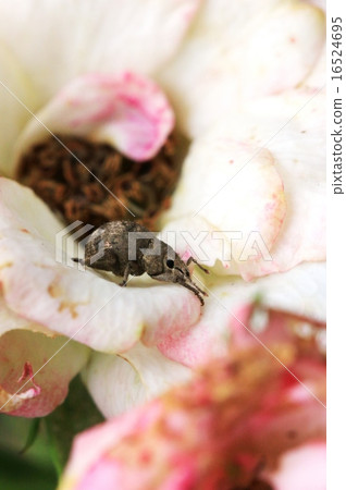 Mini-bala and coxiform weevil 16524695